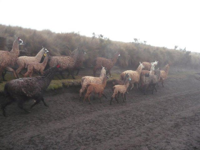 028_Ecuador_eine_Andenreise_ins_Hochland